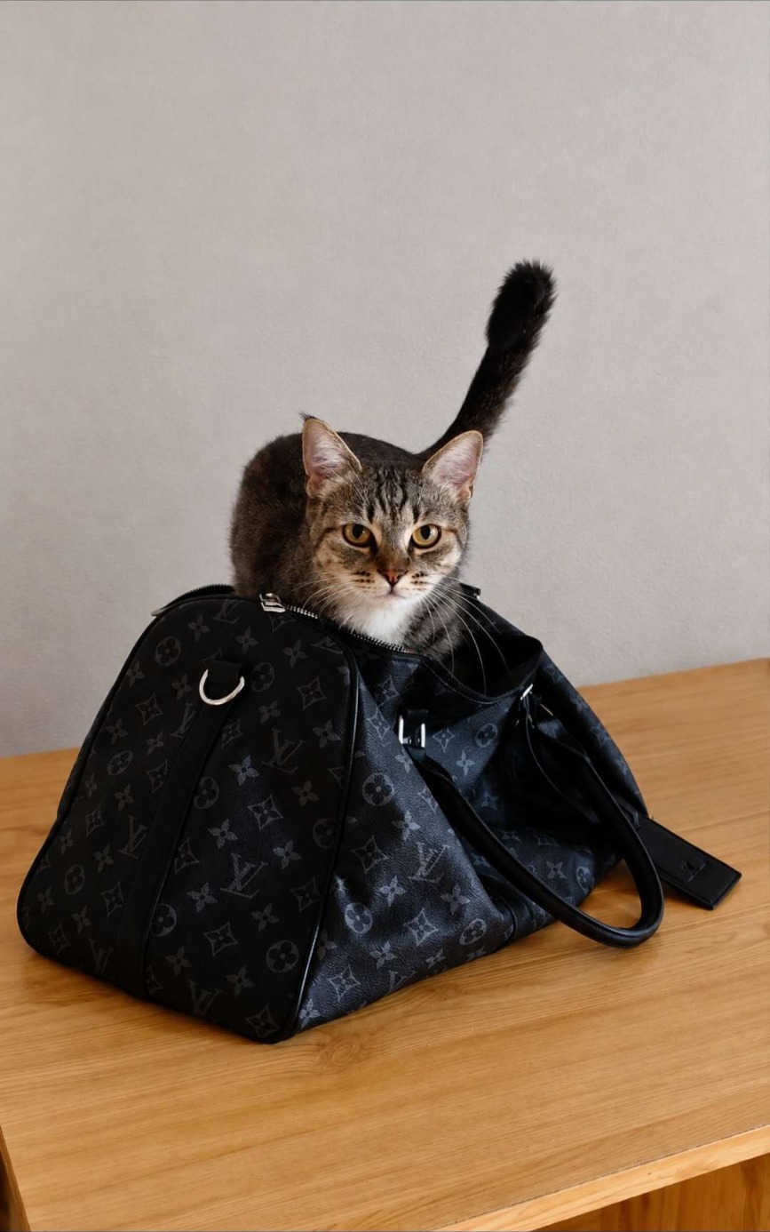 Sakura, az európai rövidszőrű, maine coon keverék cica egy fekete monogramos táskán ül