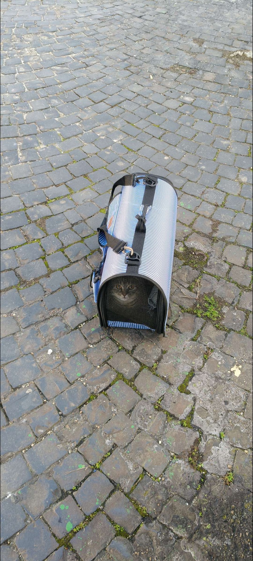 Sakura szállítótáskában egy macskaköves utcán